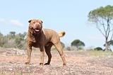 SHAR-PEI 203